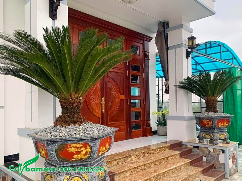 Hai chậu Vạn Tuế lớn đặt trước nhà kiến trúc mái thái