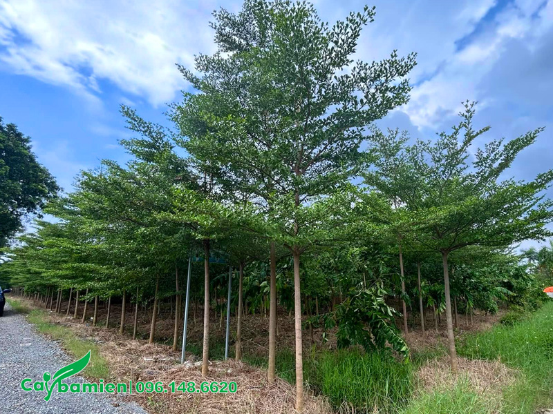 Mô hình trồng cây bàng Đài Loan đường kính gốc 8 - 10cm