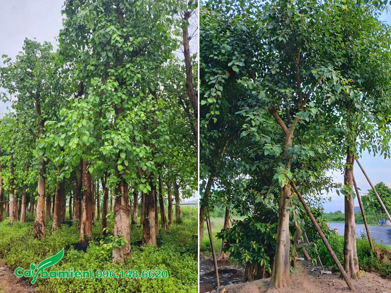Vườn dưỡng ủ số lượng lớn cây bồ đề công trình cao 5 - 7m