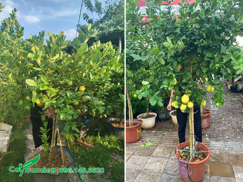 Cây chanh vàng Mỹ đẹp cao gần 2m, quả sai rúc rỉu