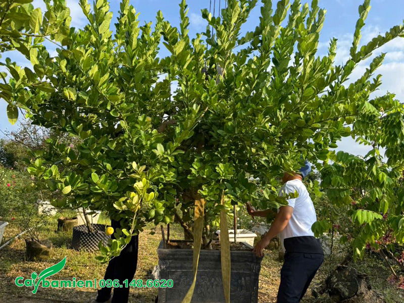 Chậu cây chanh vàng mỹ lâu năm