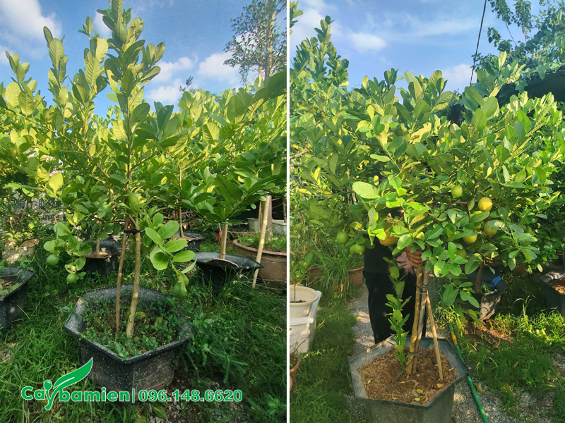 Vườn cây chanh vàng mỹ trưởng thành, đã lên chậu đẹp