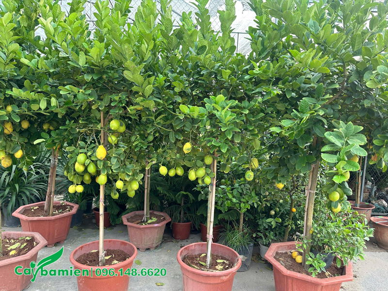 Những chậu cây chanh vàng Mỹ sẵn quả chiều cao hơn 1m