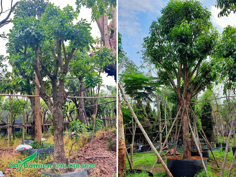 Vườn cây lộc vừng đã dâm ủ kỹ, có thể ra hoa đúng dịp Tết