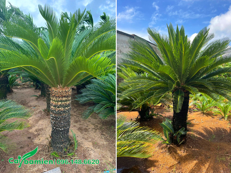 Bán và trồng cây vạn tuế trước nhà, cây đẹp, lộ thân cao 70 - 80cm