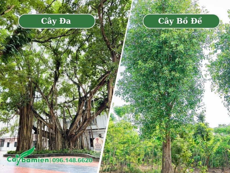 Phân biệt cây bồ đề và cây đa qua hình dáng tổng thể của cây
