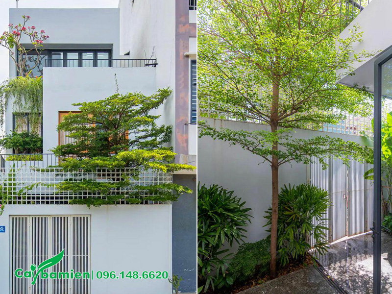 Bàng Đài Loan trồng trước nhà phố