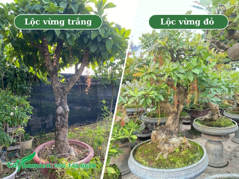 Lộc vừng hoa trắng và hoa đỏ bonsai