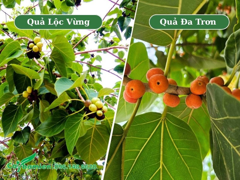 Quả của cây bồ đề và cây đa khi chín
