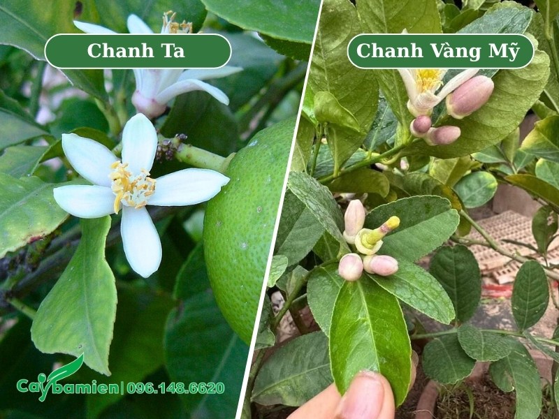 Hoa của cây chanh ta (bên trái) và chanh vàng Mỹ (bên phải)