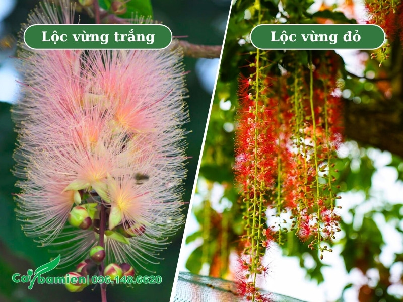 Nhận biết và phân biệt cây lộc vừng đỏ và trắng