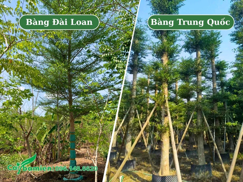 Cây bàng Đài Loan có mấy loại, cách phân biệt qua hình ảnh