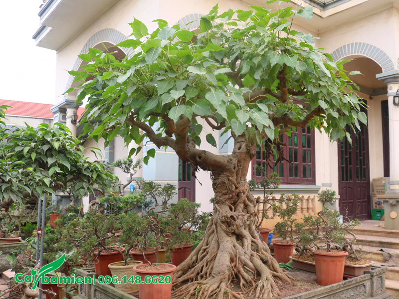 Bồ Đề trồng chậu cảnh, chiều cao chỉ khoảng 1m