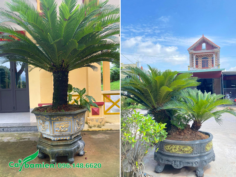 Những chậu cây vạn tuế trồng trước nhà