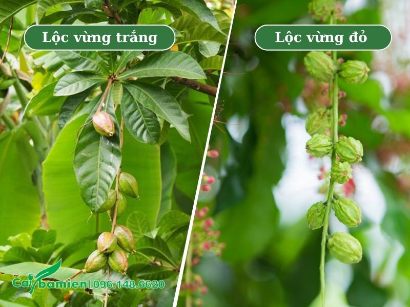 Hình ảnh quả cây lộc vừng hoa trắng và hoa đỏ