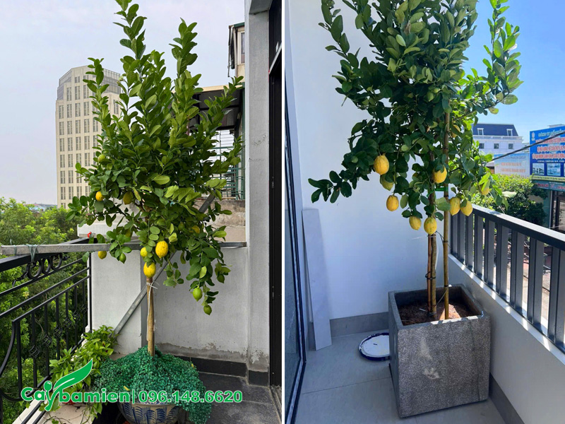 Cây chanh vàng Mỹ trồng chậu trang trí không gian ban công