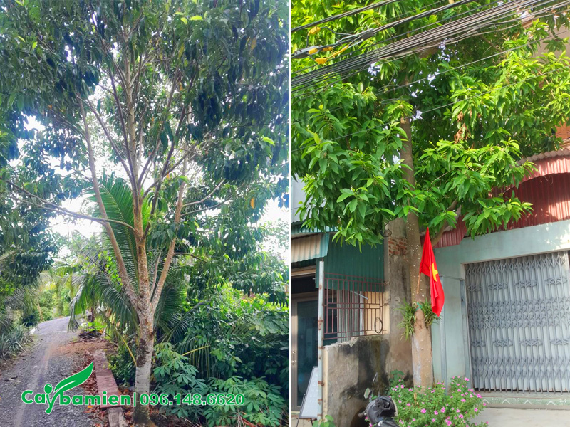 Trồng cây ngọc lan trước nhà lấy bóng mát