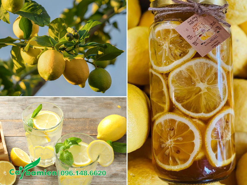 Quả chanh vàng mỹ cắt lát mỏng ngâm mật ong