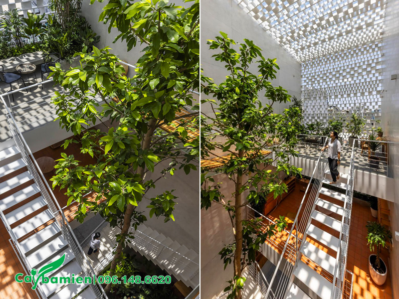 Trồng cây hoa ngọc lan trong nhà tại khu vực giếng trời rộng rãi