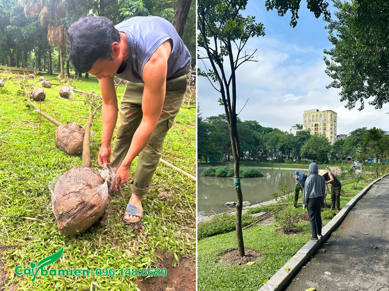 Tiến hành thi công trồng 8000 cây hoa vi thu đô xanh