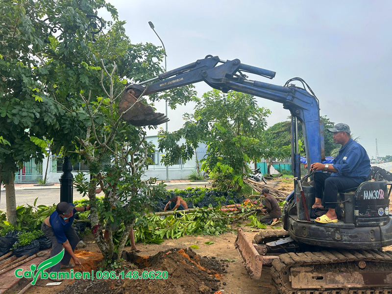 Máy múc thực hiện tham gia quá trình đào hố và trồng cây