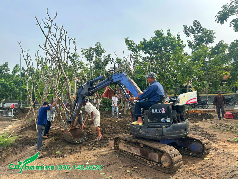 Máy múc hỗ trợ đào hố và lấp hố trồng