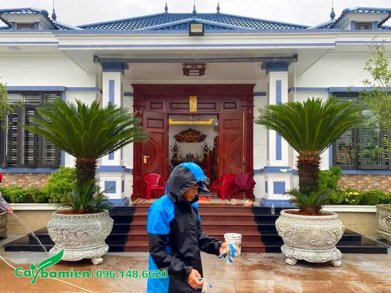 Cung cấp cây Vạn Tuế thân cao 70cm trồng trước cửa nhà