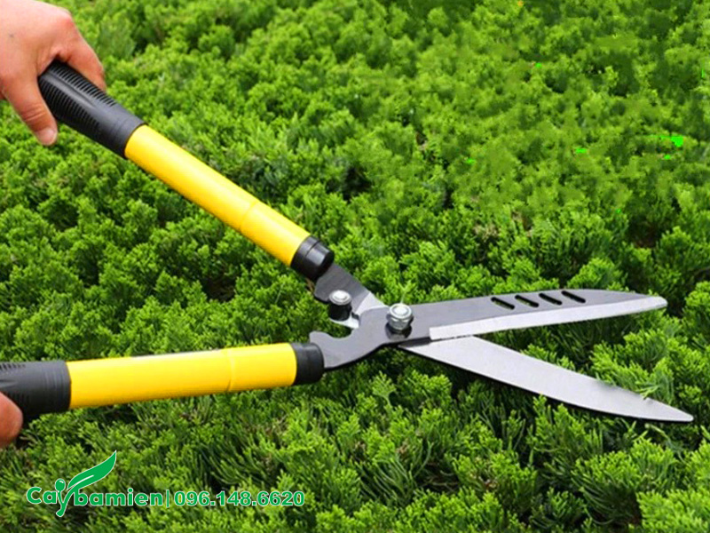 Dùng kéo cắt hàng rào để tỉa tán lá cây tùng tháp