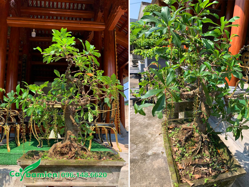 Chậu cây lộc vừng bonsai đang ra hoa, đặt trước cửa nhà