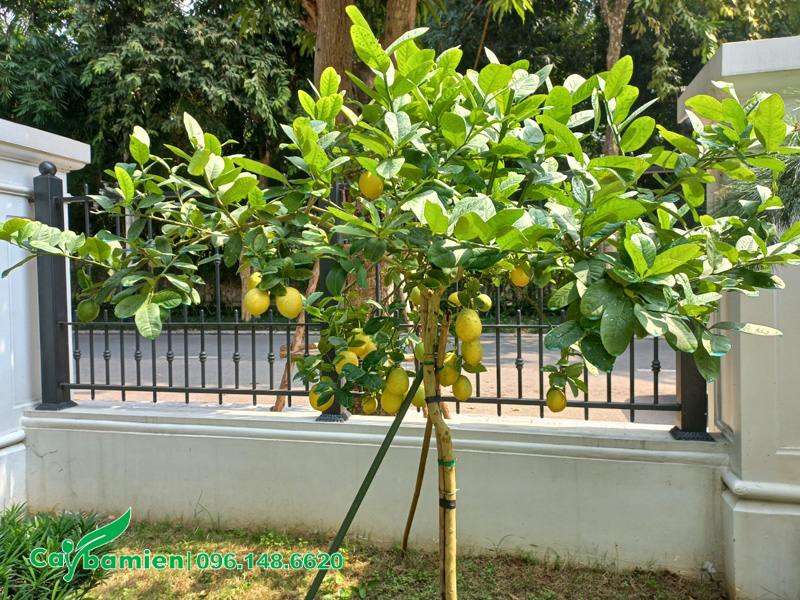 Dựng cọc cố định cho cây chanh vàng Mỹ