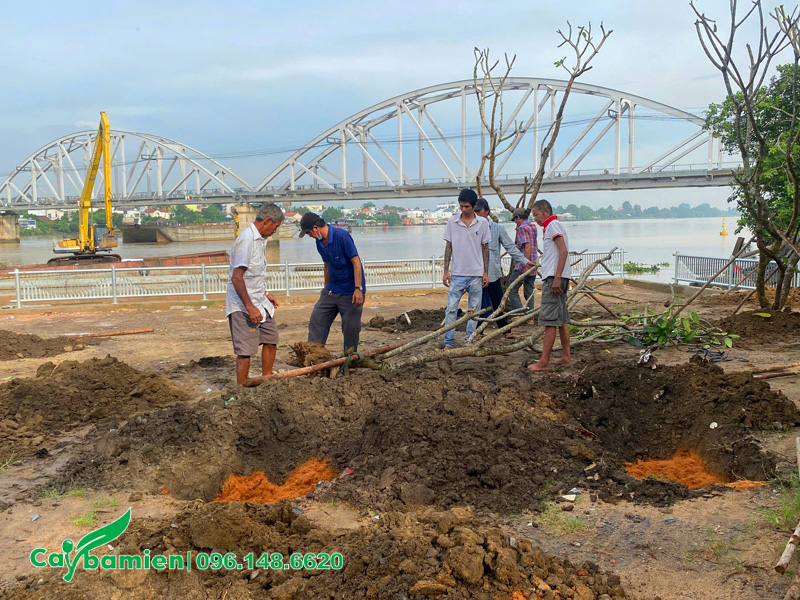 Trồng cây hoa đại với khoảng cách 3m
