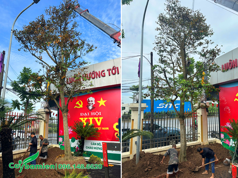 Di chuyển cây vú sữa công trình vào hố trồng
