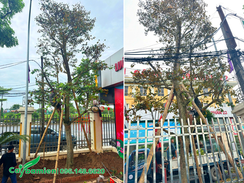 Trồng cây cho Công ty Cổ phần 22, sử dụng cây vú sữa cổ thụ cao hơn 5m