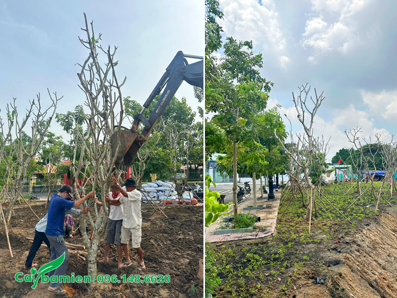 Trồng cây hoa đại công trình cho đền thờ Nguyễn Hữu Cảnh