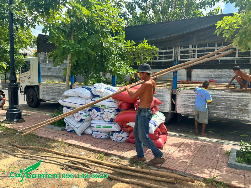 Trồng cây muồng hoàng yến cho đền thờ Nguyễn Hữu Cảnh ở Đồng Nai