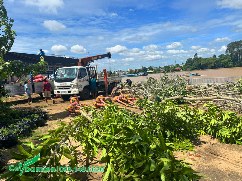 Tập kết cây tại dự án trồng