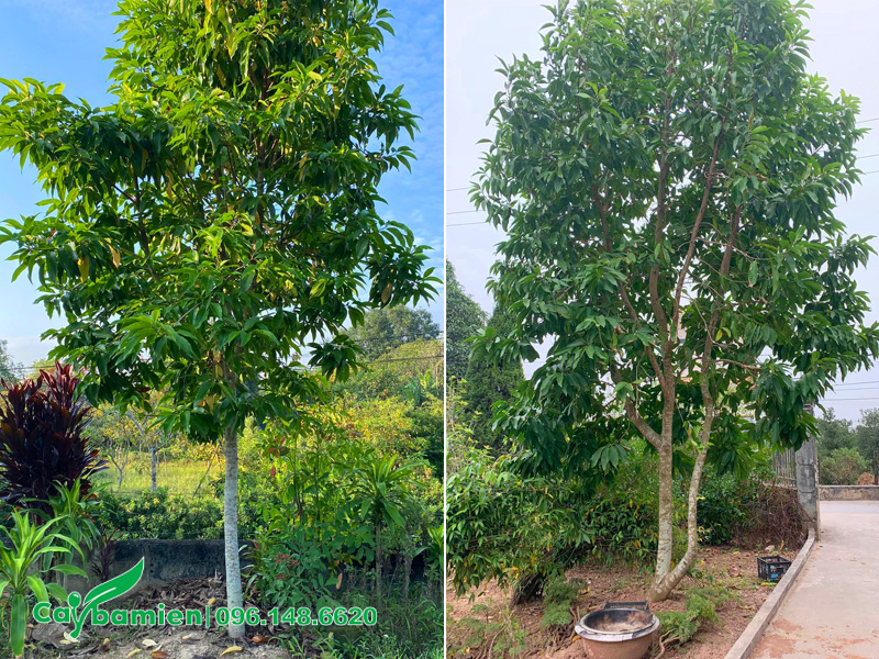 Cây hoa ngọc lan trồng ở sân trước nhà ở