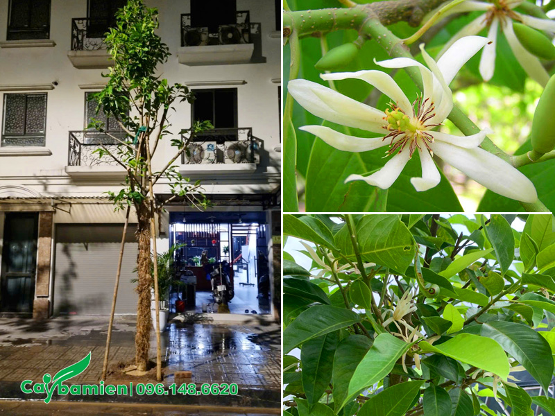 Trồng cây hoa ngọc lan trước nhà liền kề, khu đô thị