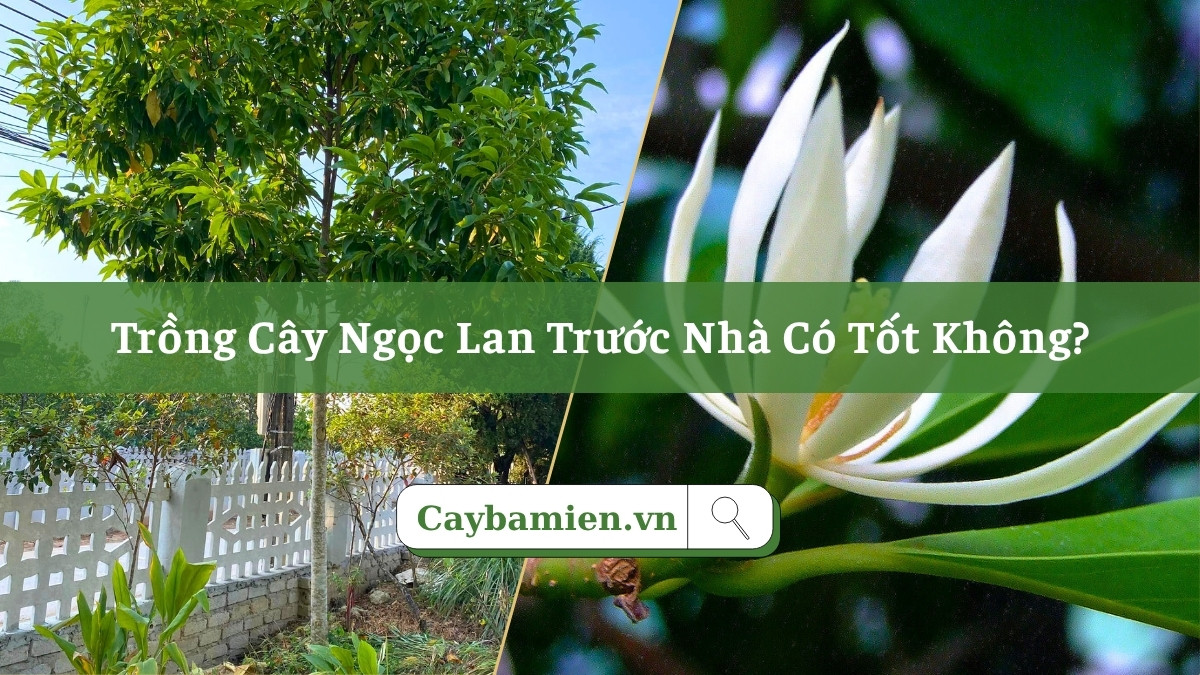 Trồng cây ngọc lan trước nhà vừa tạo bóng mát, cảnh quan đẹp vừa thu hút may mắn, năng lượng tích cực