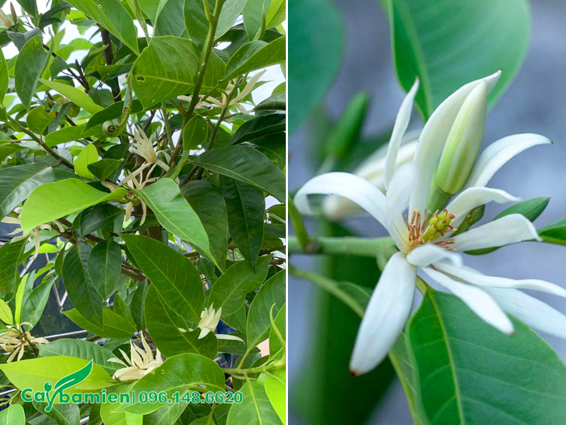 Cây có tán lá xanh mướt và sắc hoa trắng tinh khôi, ấn tượng