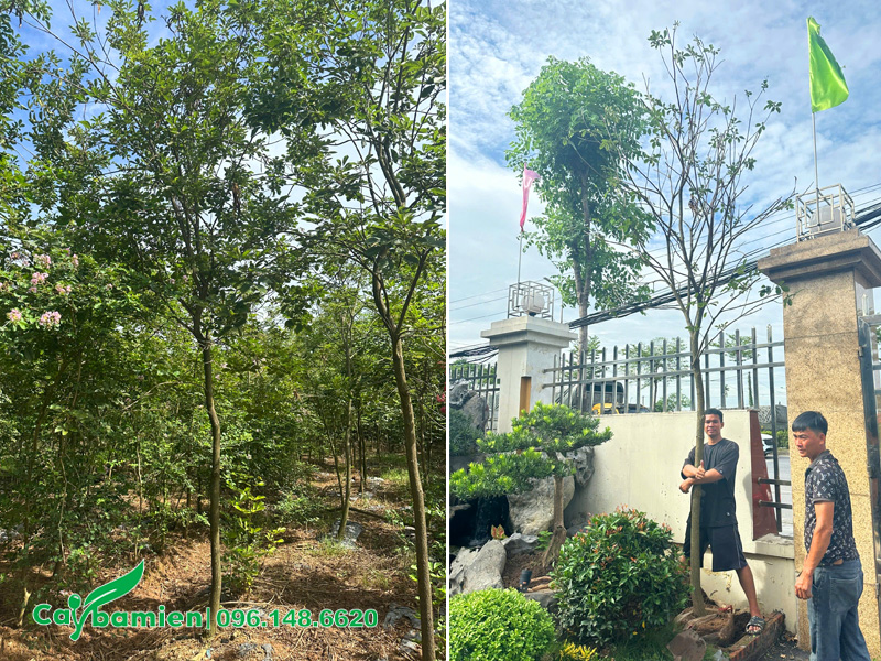 Thi công trồng cây Phong Linh công trình đường kính gốc 7cm