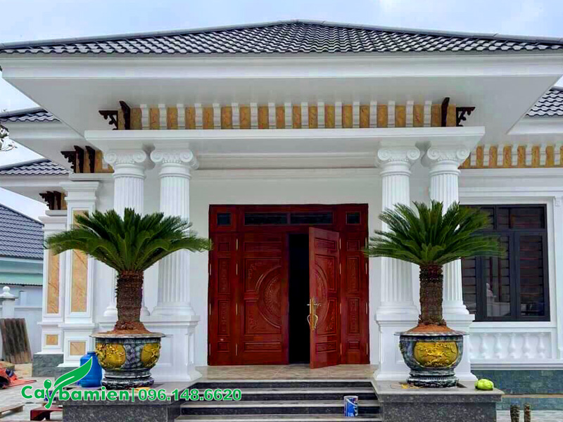 Những chậu cây Vạn Tuế trồng trước nhà