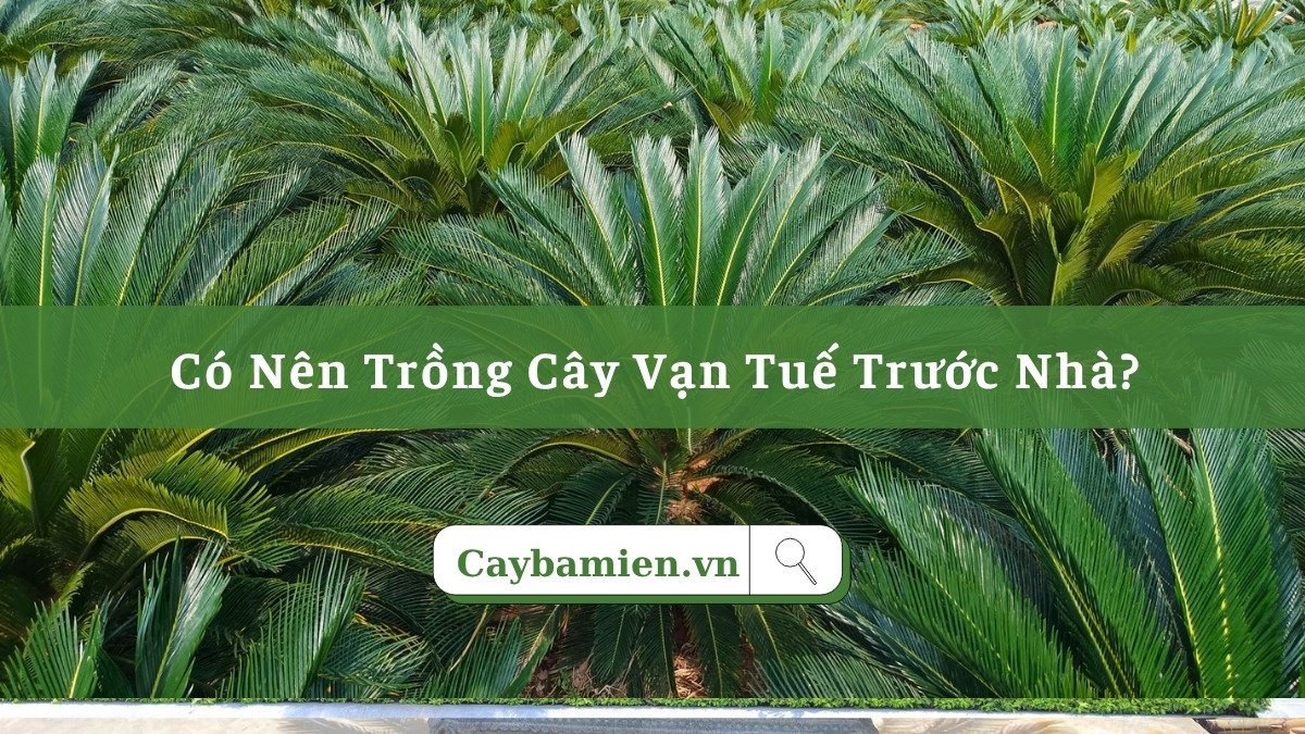 Trồng cây vạn tuế trước nhà gia tăng may mắn, tài lộc và sức khỏe cho gia đình