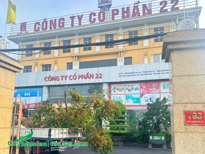 Thi công trồng cây vú sữa cho Công ty Cổ phần 22