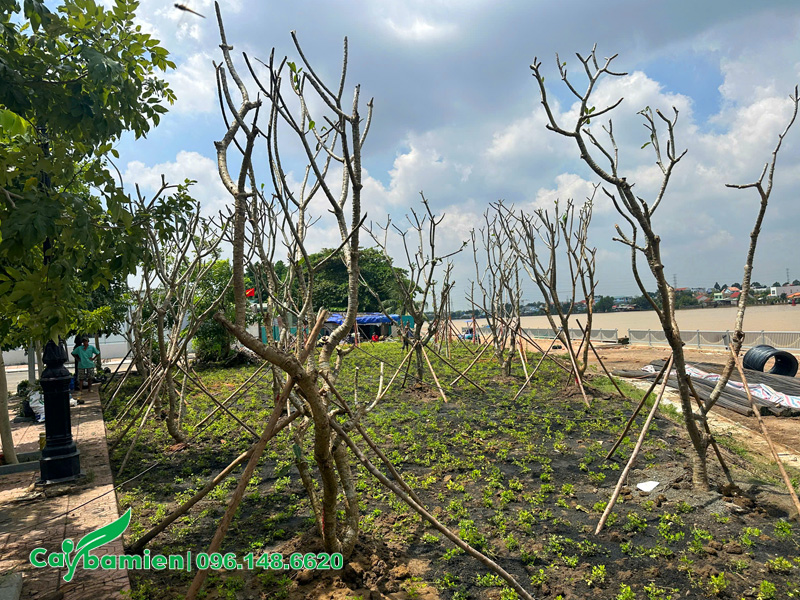 Trồng cây công trình và cỏ thảm cho khuôn viên đền thờ Nguyễn Hữu Cảnh