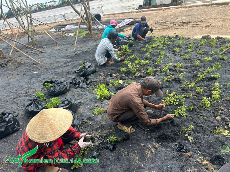 Tiến hàng trồng cấy từng khóm cỏ lạc tiên