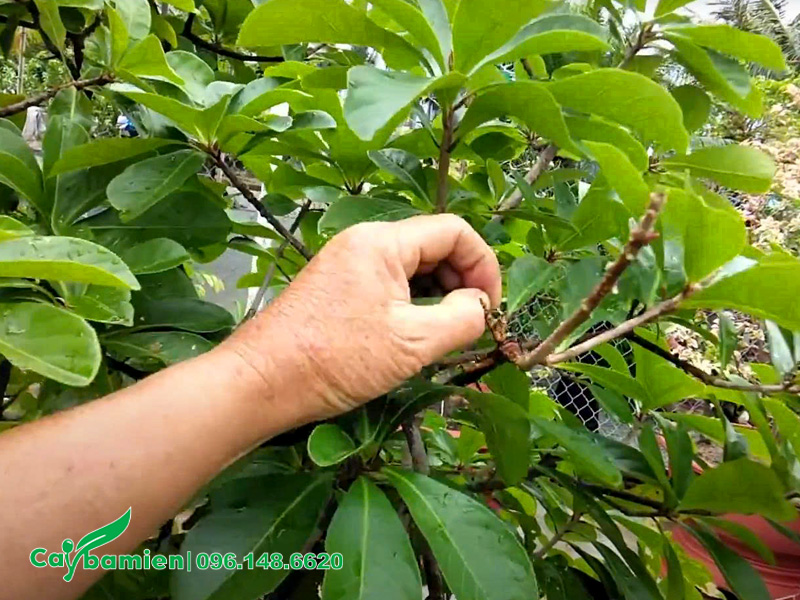 Vặt lá là bước quan trọng trong cách cho cây lộc vừng ra hoa đúng Tết