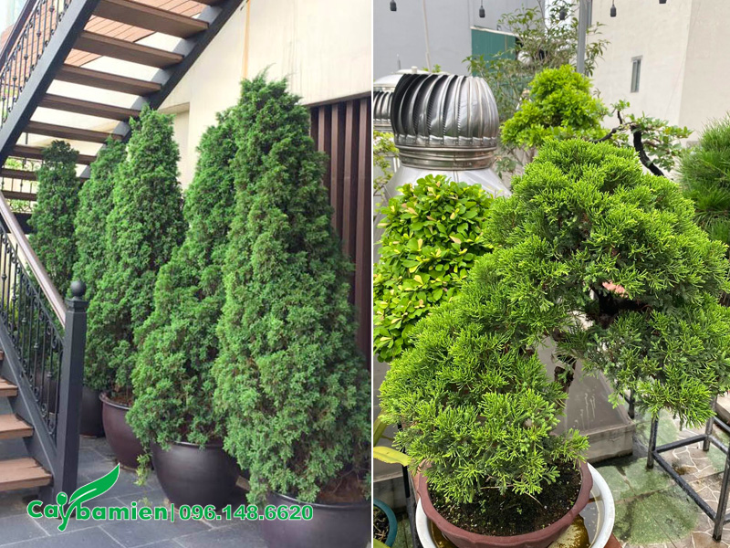 Cây tùng tháp trồng chậu đặt trước hiên nhà và trên sân thượng