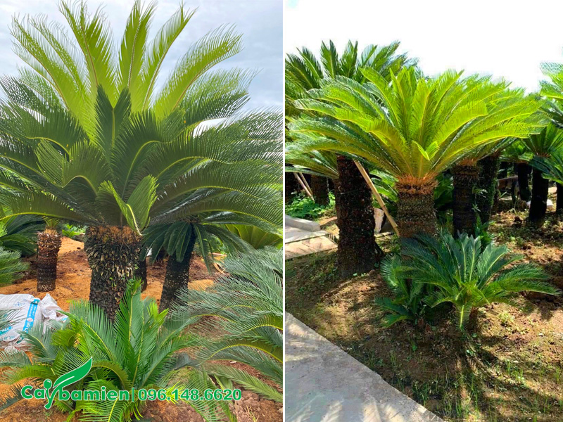 Mua cây Vạn Tuế trồng trước nhà, thân cao 80 - 90cm