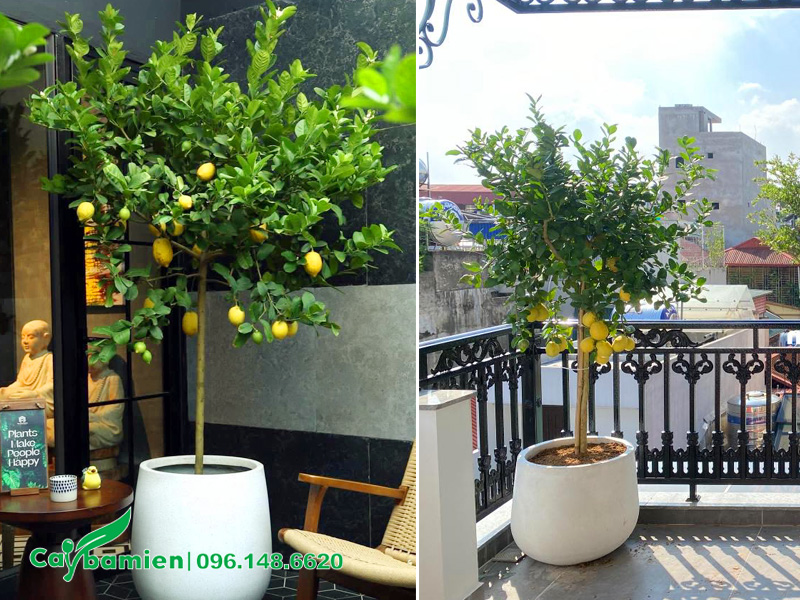 Chậu cây chanh vàng cảnh trồng ở ban công, sân thượng